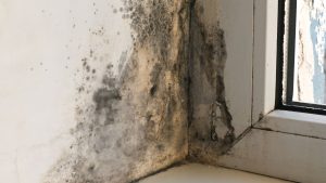 cara mencegah jamur pada dinding rumah